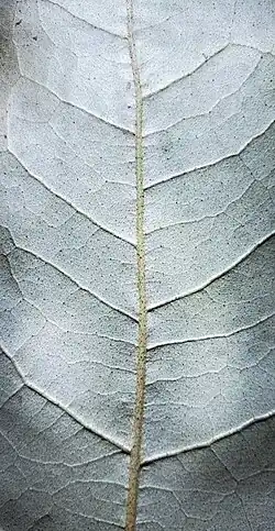 Underside of leaf
