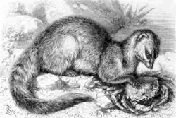 Black and white drawing of mongoose