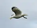 Herring gull in Port Isaac