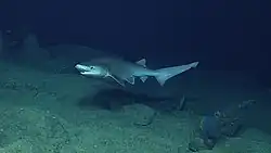 Modern bluntnose sixgill shark in Santa Rosa Reef