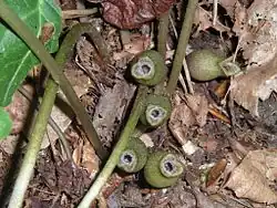 Five brown jug-shaped flowers at the base of a low plant, viewed from above