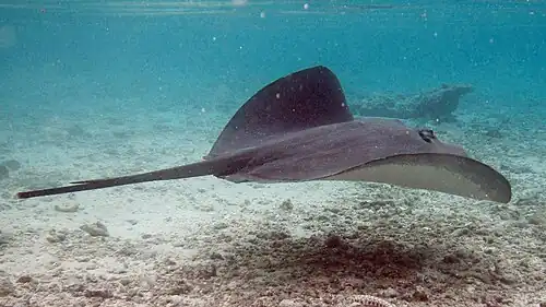 The uniform grayish dorsal coloration darkens past the sting.