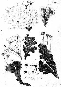 76 Lichen (liverworts)