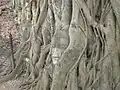 The head of Buddha, Wat Mahathat