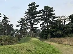 Grassy wall with a tree growing out of its top