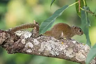 Hoary-bellied Himalayan squirrel (Callosciurus pygerythrus)