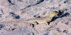 Keeled earless lizard (Holbrookia propinqua), a female in situ, Tamaulipas, Mexico