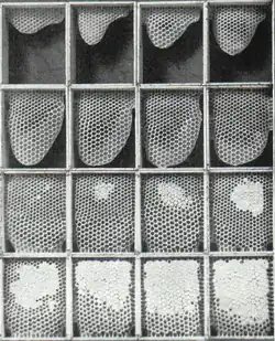 The bees begin to build the comb from the top of each section. When a cell is filled with honey, the bees seal it with wax.