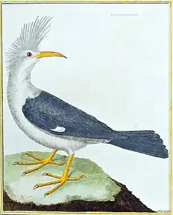 Painting of grey-and-white bird with tufted head and curved beak
