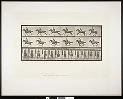 photogravure print of three rows of photographs of a horse running