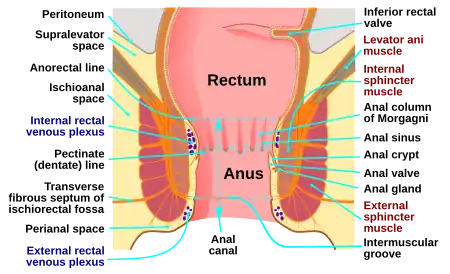 Anatomy of the human anus.
