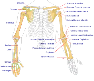 Human arm bones diagram