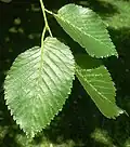 'Vegeta' leaves; note long petioles. Southsea Common