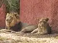 Hyd Zoo - Lion relaxing - Lioness Alert