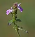 Hygrophila serpyllum