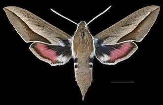 Hyles hippophaes ♂