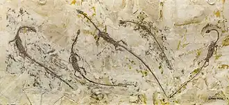 Hyphalosaurus (an aquatic choristodere)