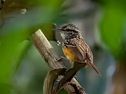 A small brown, orange and buff bird on a branch