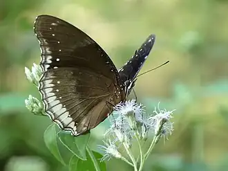 Ventral view (female)