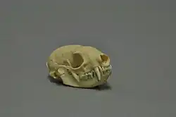 Skull of an animal viewed from the right