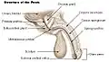 Structure of the penis