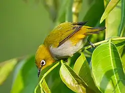 Indian white-eye (Zosterops palpebrosus)