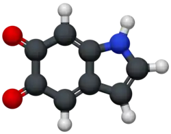 Molecular model of indole-5,6-quinone