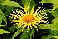 Inula hookeri. Inflorescence.