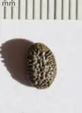 Iodes tree seed, Icacinaceae, London Clay