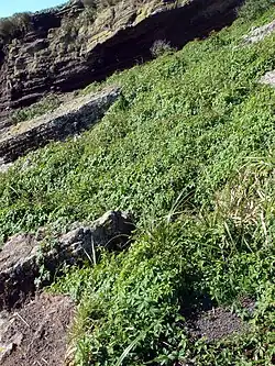 A bank covered with mostly small plants with bunches of five leaves