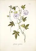 Botanical illustration