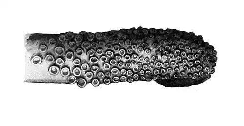 Closeup of tentacular club