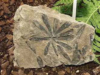 Fossil leaves of Cordaites lungatus