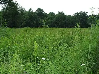 A field full of different wild plants, some flowering, with a line of trees in the background