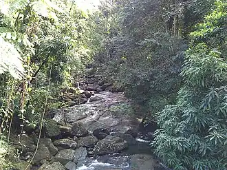 Thick vegetation in Jiménez