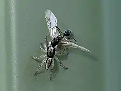Swifts' ant-hunter with a captured wasp