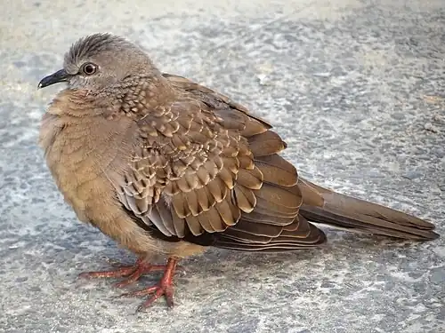 A juvenile bird