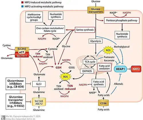 The relationship of the NRF2/KEAP1 pathway with cellular metabolism[17]
