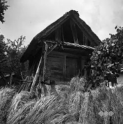 Kašča, Velike Rebrce in August 1957