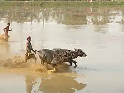 A Kambala race