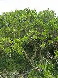 It is the most widespread mangrove species in Hong Kong