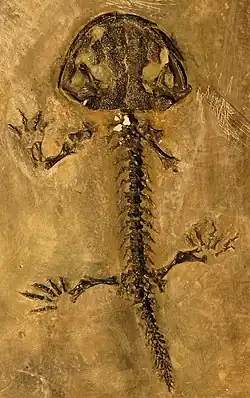 Topside view of a salamander skeleton