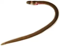 Kaupichthys nuchalis (Chlopsidae)