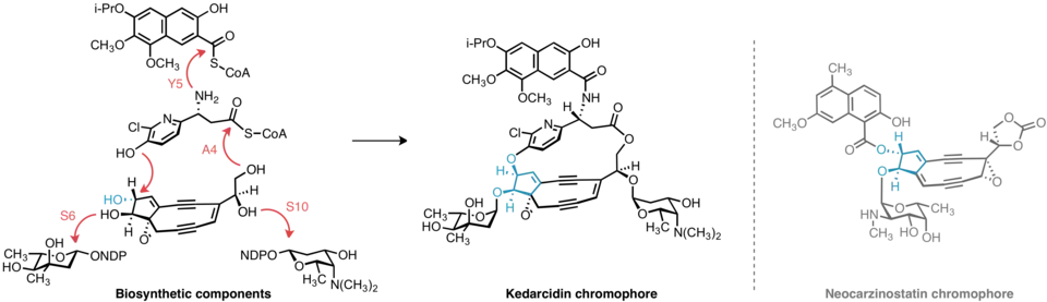 Proposed component-based biosynthesis of kedarcidin chromophore. Inversion at C11 of the common enediyne core is invoked to explain the relative stereochemistry of the final product, which differs from most other enediynes, including neocarzinostatin chromophore.