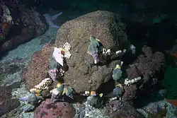 Egg laying occurs in spawning groups