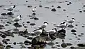 Sandwich terns resting in Sweden.