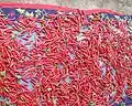 Khola chillies - in red ripened stage spread on a sheet of cloth