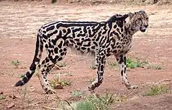 A king cheetah in profile