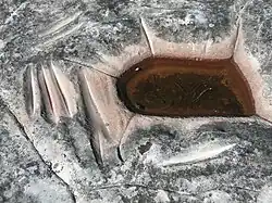 Grinding grooves, Aboriginal site, 2009.