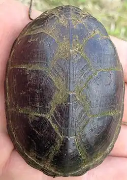 Carapace, Mississippi